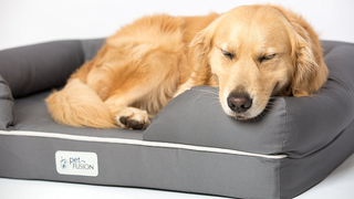 Treat Your Furry Best Friend To A Memory Foam Mattress